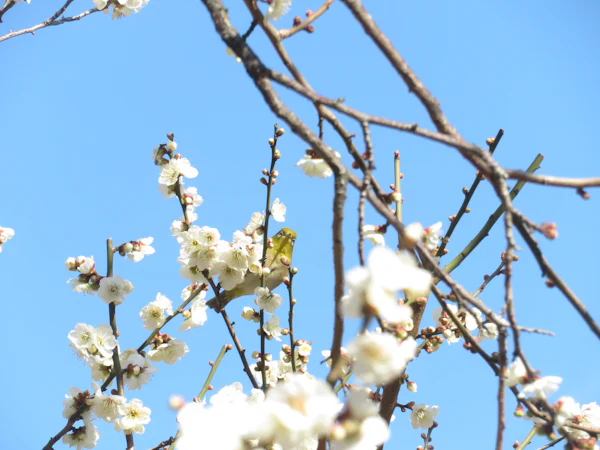 花の咲く枝にとまる小鳥