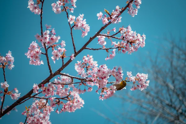 桜の枝にとまる小鳥