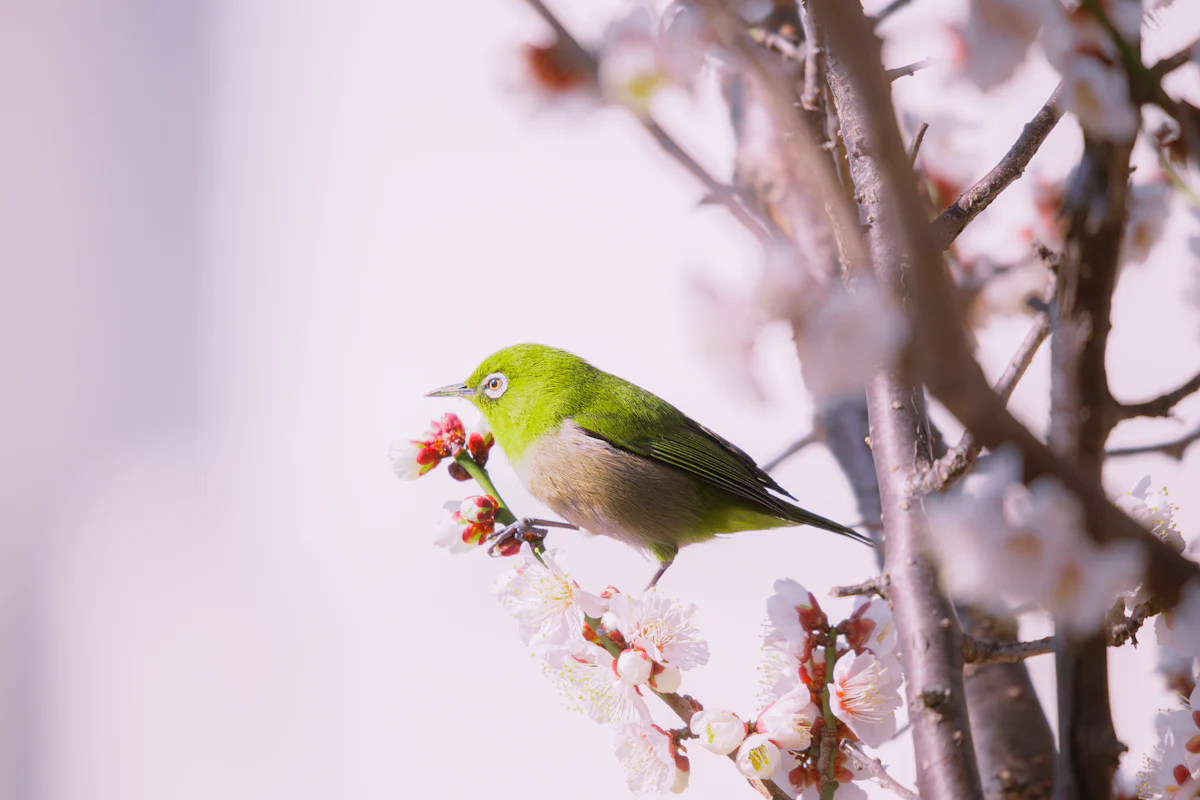 白い花が咲く枝にとまるメジロ